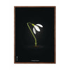  Snowdrop Classic Poster Frame Made Of Dark Wood 70x100 Cm Black Background