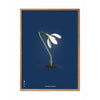  Snowdrop Classic Poster Frame Made Of Light Wood 70x100 Cm Dark Blue Background