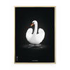  Swan Classic Poster Brass Frame 30x40 Cm White/White Background