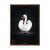  Swan Classic Poster Dark Wood Frame 70x100 Cm White/White Background