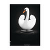  Swan Classic Poster Without Frame 30 X40 Cm White/White Background